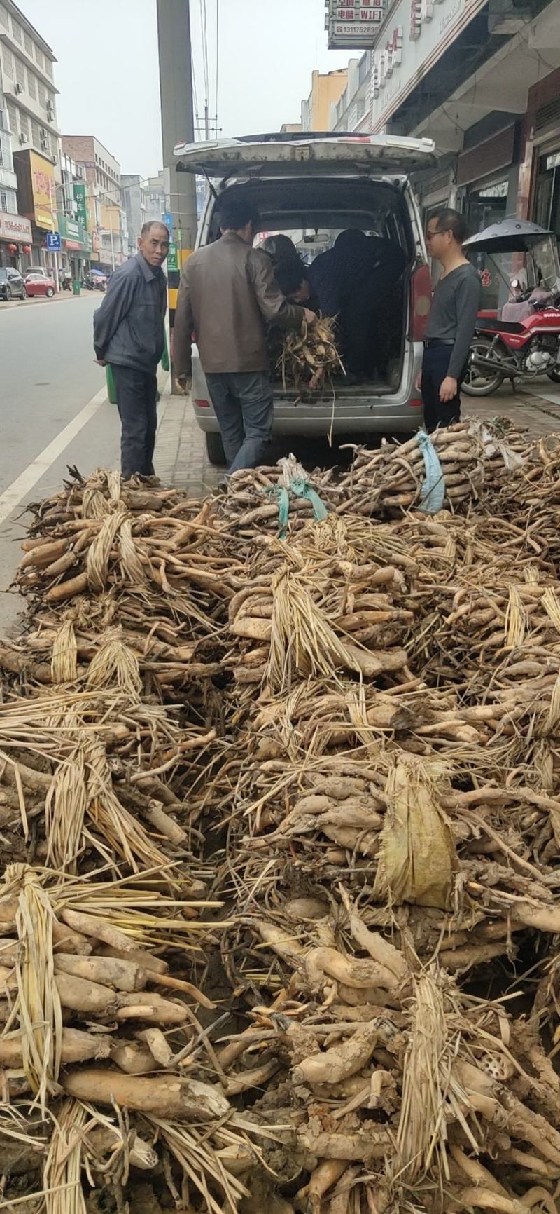 荷花种苗太空莲湘莲藕藕苗红花莲种苗观赏莲藕种苗阳台景区