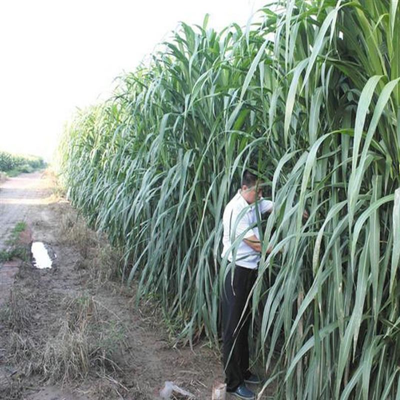 新型皇竹草种孑黄竹草种台湾甜象草种养殖四季畜牧草籽高产杂