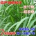 新型皇竹草种孑黄竹草种台湾甜象草种养殖四季畜牧草籽高产杂
