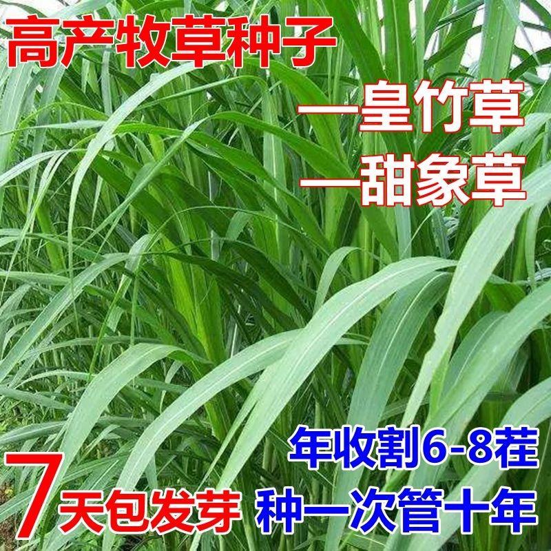新型皇竹草种孑黄竹草种台湾甜象草种养殖四季畜牧草籽高产杂