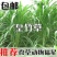 新型皇竹草种孑黄竹草种台湾甜象草种养殖四季畜牧草籽高产杂