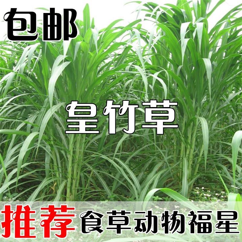 新型皇竹草种孑黄竹草种台湾甜象草种养殖四季畜牧草籽高产杂