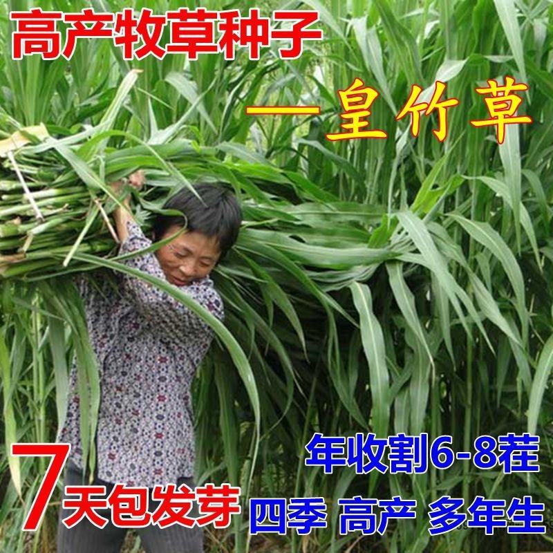 新型皇竹草种孑黄竹草种台湾甜象草种养殖四季畜牧草籽高产杂