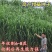 新型皇竹草种孑黄竹草种台湾甜象草种养殖四季畜牧草籽高产杂