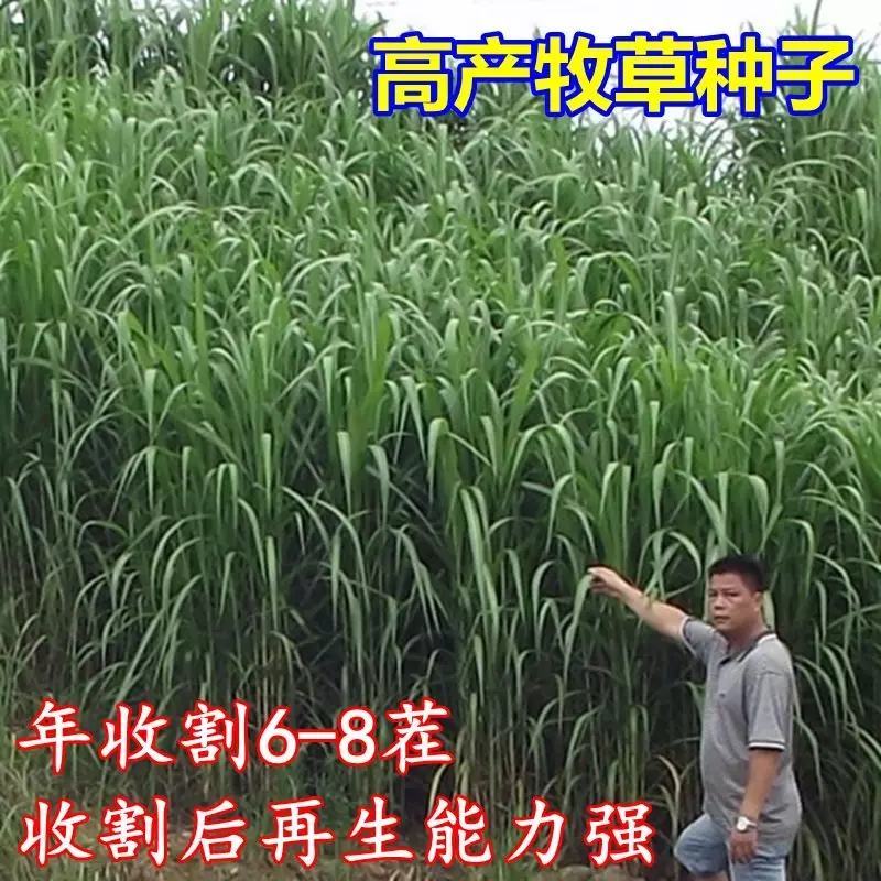 新型皇竹草种孑黄竹草种台湾甜象草种养殖四季畜牧草籽高产杂