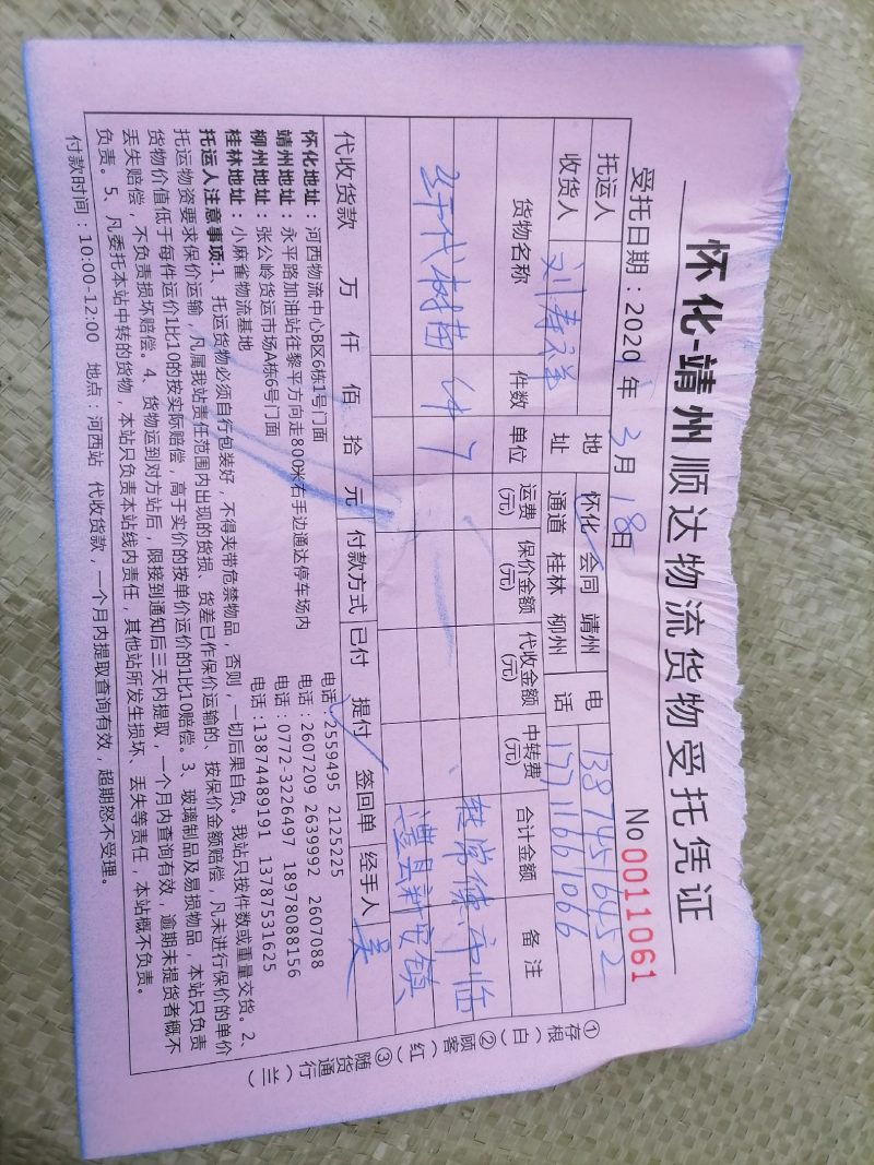 大量供应木姜子苗，山苍子苗，为了提高成活率，打包装发货。