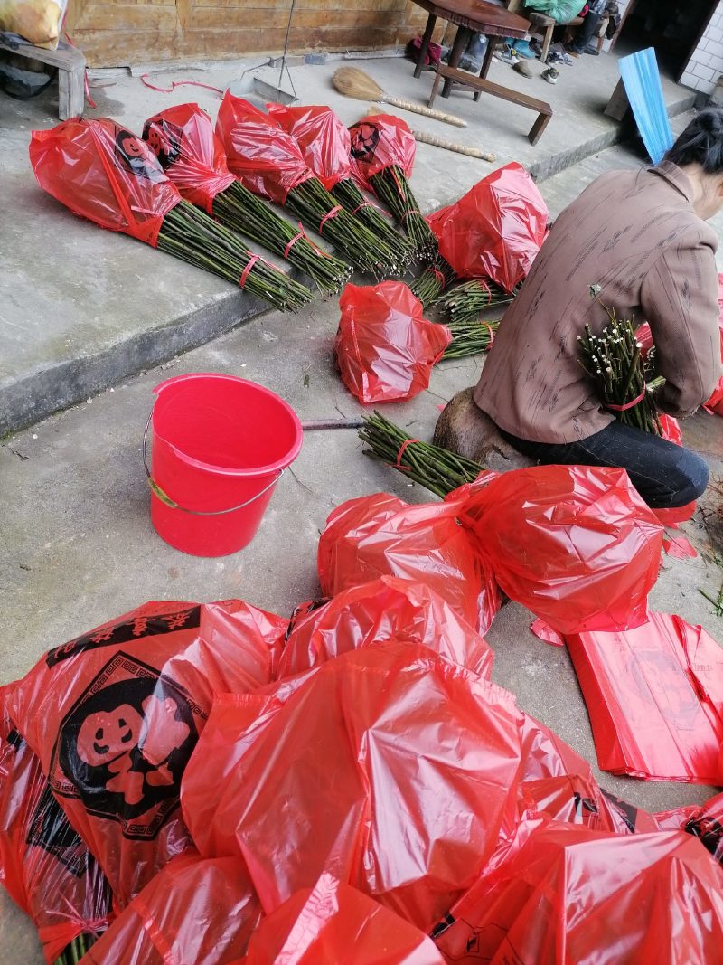 大量供应木姜子苗，山苍子苗，为了提高成活率，打包装发货。