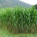 新型皇竹草种孑黄竹草种台湾甜象草种养殖四季畜牧草籽高产杂