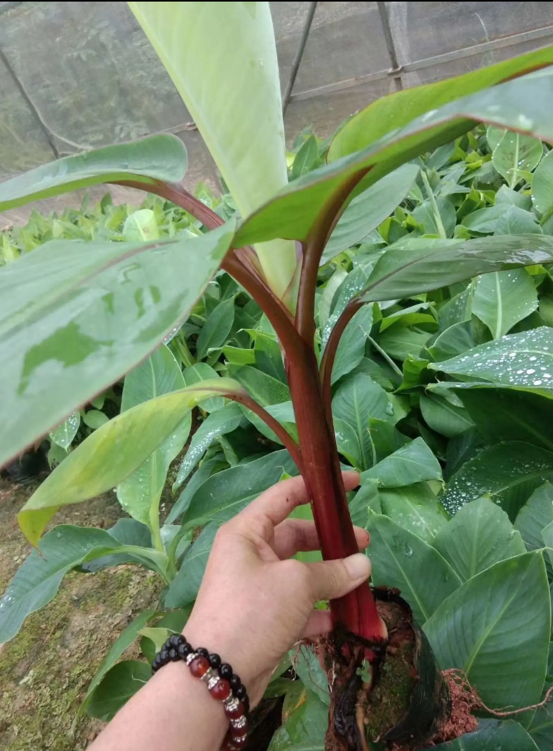 红香蕉树苗，安南蕉苗盆栽粉蕉苗矮化蕉苗巴西蕉苗。
