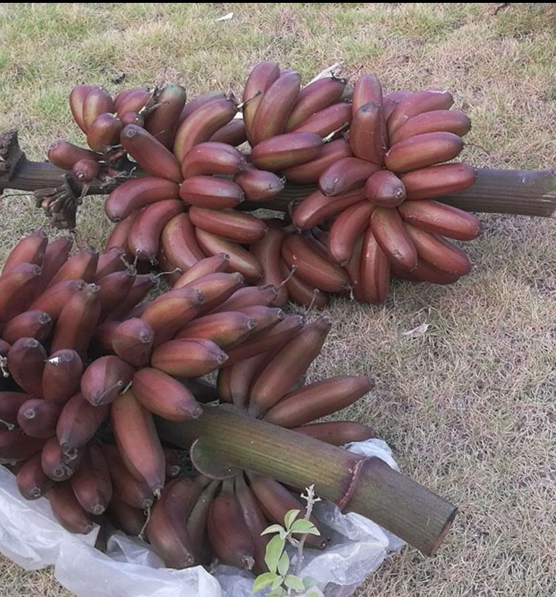 红香蕉树苗，安南蕉苗盆栽粉蕉苗矮化蕉苗巴西蕉苗。