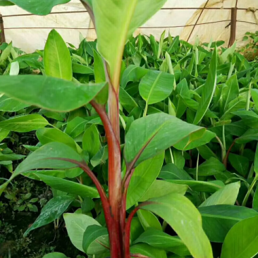 红香蕉树苗，安南蕉苗盆栽粉蕉苗矮化蕉苗巴西蕉苗。