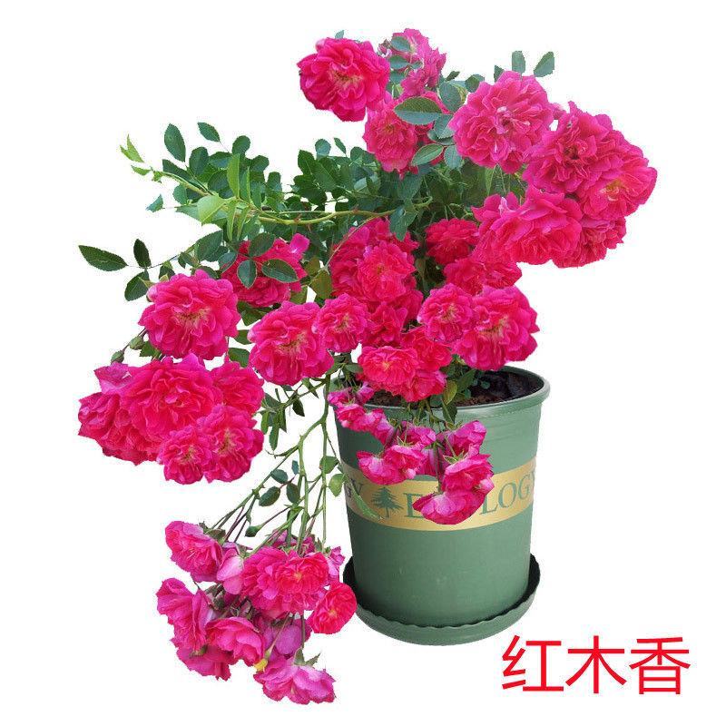 甜蜜红色木香花苗四季红色特大花苗庭院爬藤植物黄木香七里香