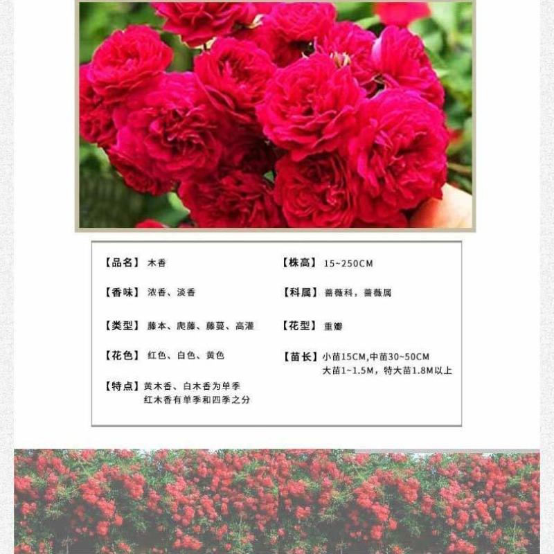 甜蜜红色木香花苗四季红色特大花苗庭院爬藤植物黄木香七里香