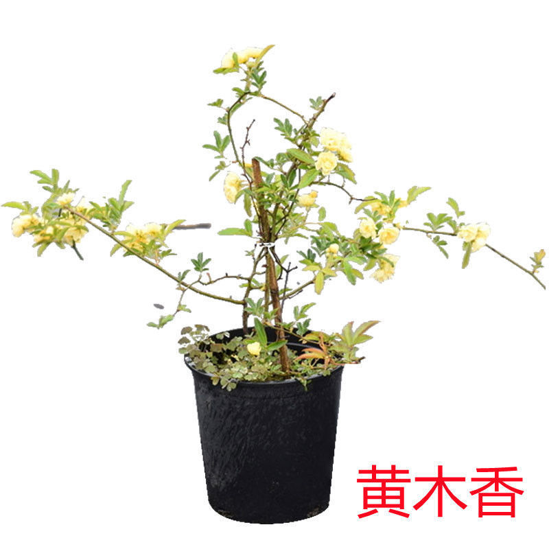 甜蜜红色木香花苗四季红色特大花苗庭院爬藤植物黄木香七里香