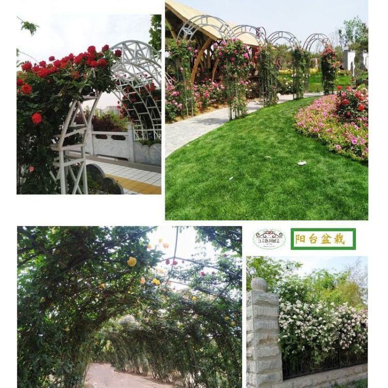 甜蜜红色木香花苗四季红色特大花苗庭院爬藤植物黄木香七里香