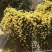 甜蜜红色木香花苗四季红色特大花苗庭院爬藤植物黄木香七里香