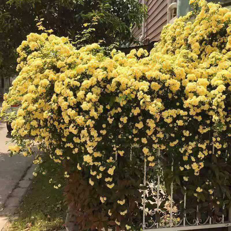 甜蜜红色木香花苗四季红色特大花苗庭院爬藤植物黄木香七里香