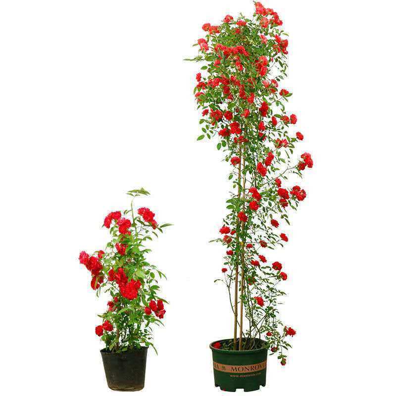 甜蜜红色木香花苗四季红色特大花苗庭院爬藤植物黄木香七里香