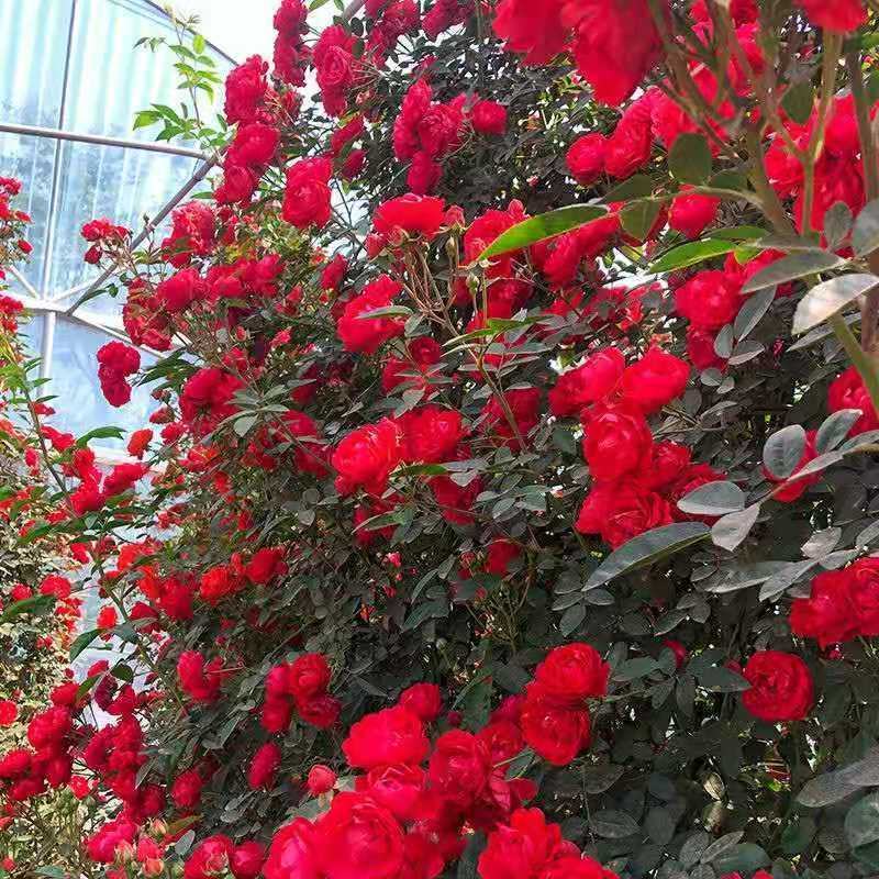 甜蜜红色木香花苗四季红色特大花苗庭院爬藤植物黄木香七里香