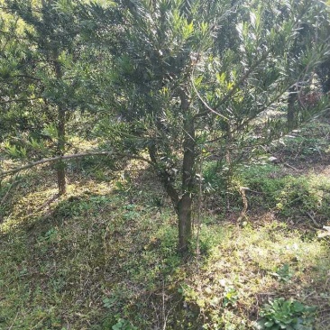 罗汉松(中叶罗汉松)