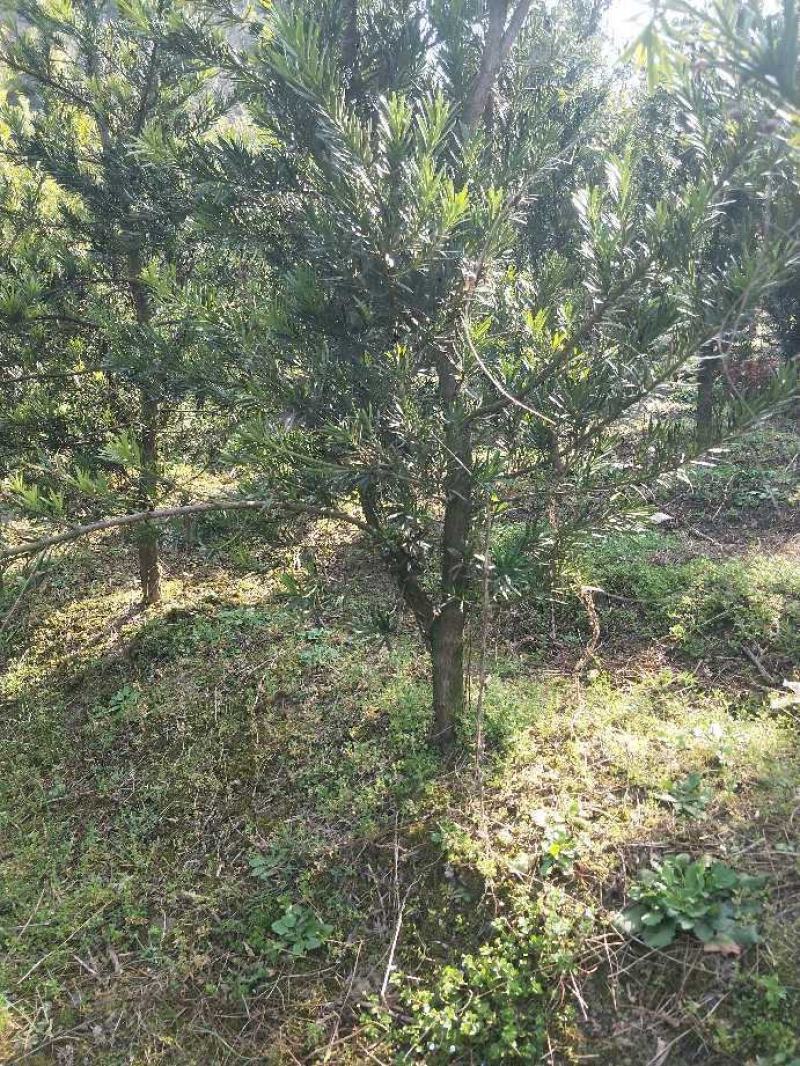 罗汉松(中叶罗汉松)