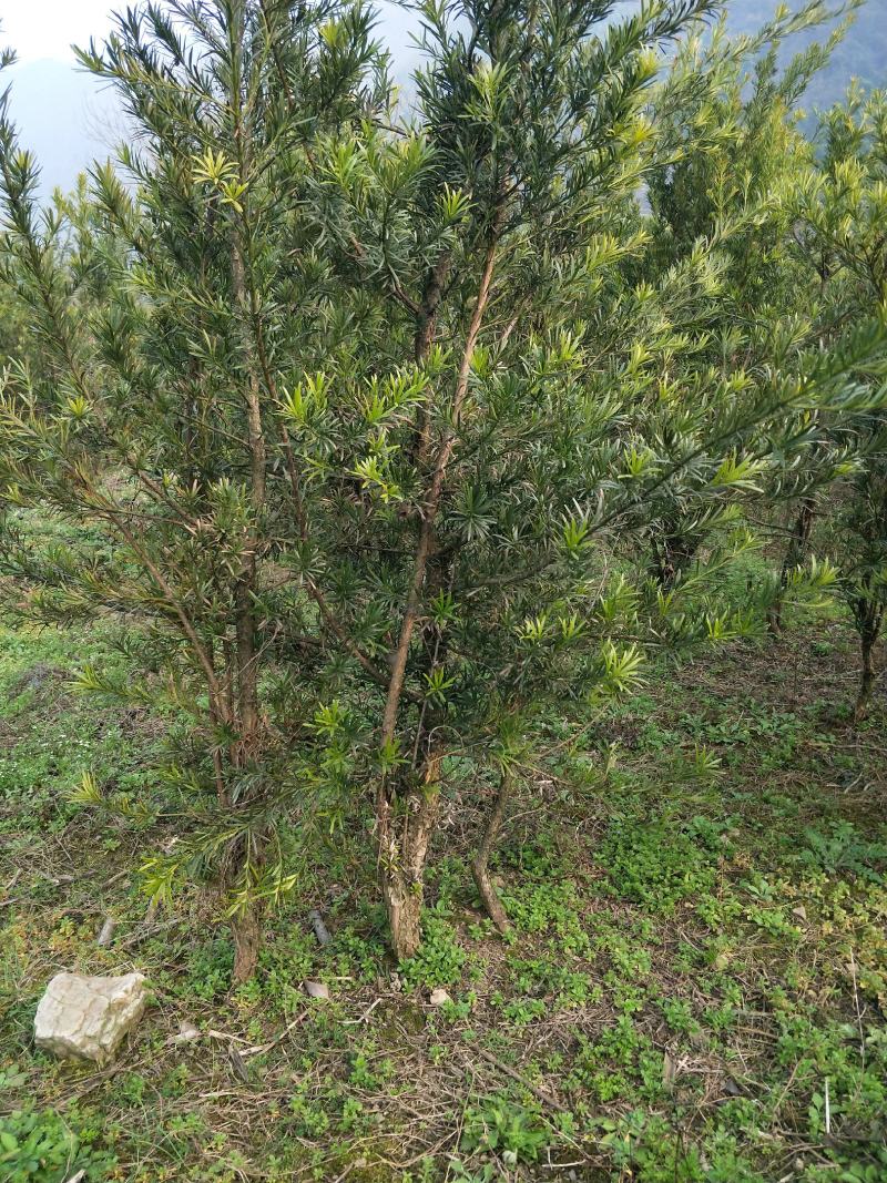 罗汉松(中叶罗汉松)