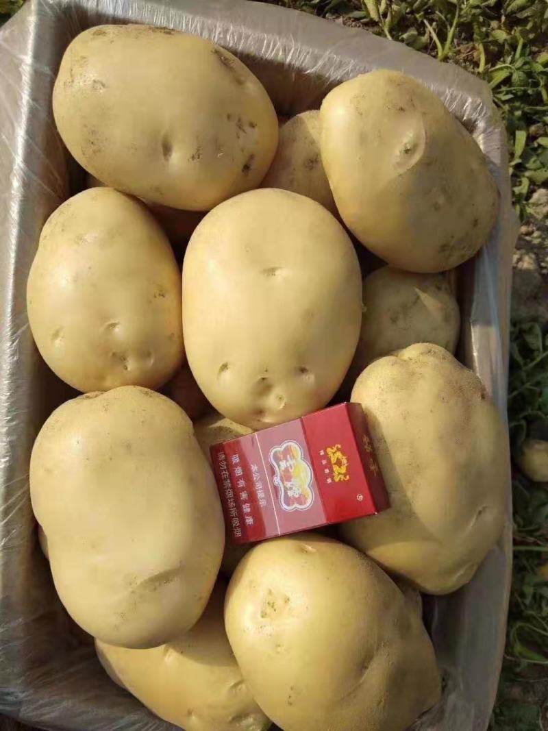 土豆已经大量上市，市场，超市客户积极采购，需要联系