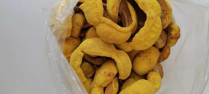 桑黄菌种西峡县科达菌种厂桑黄种植基地有现货