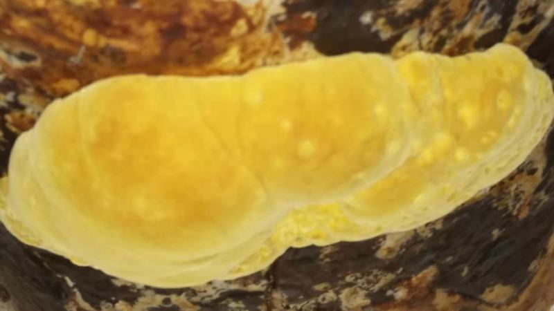 桑黄菌种西峡县科达菌种厂桑黄种植基地有现货