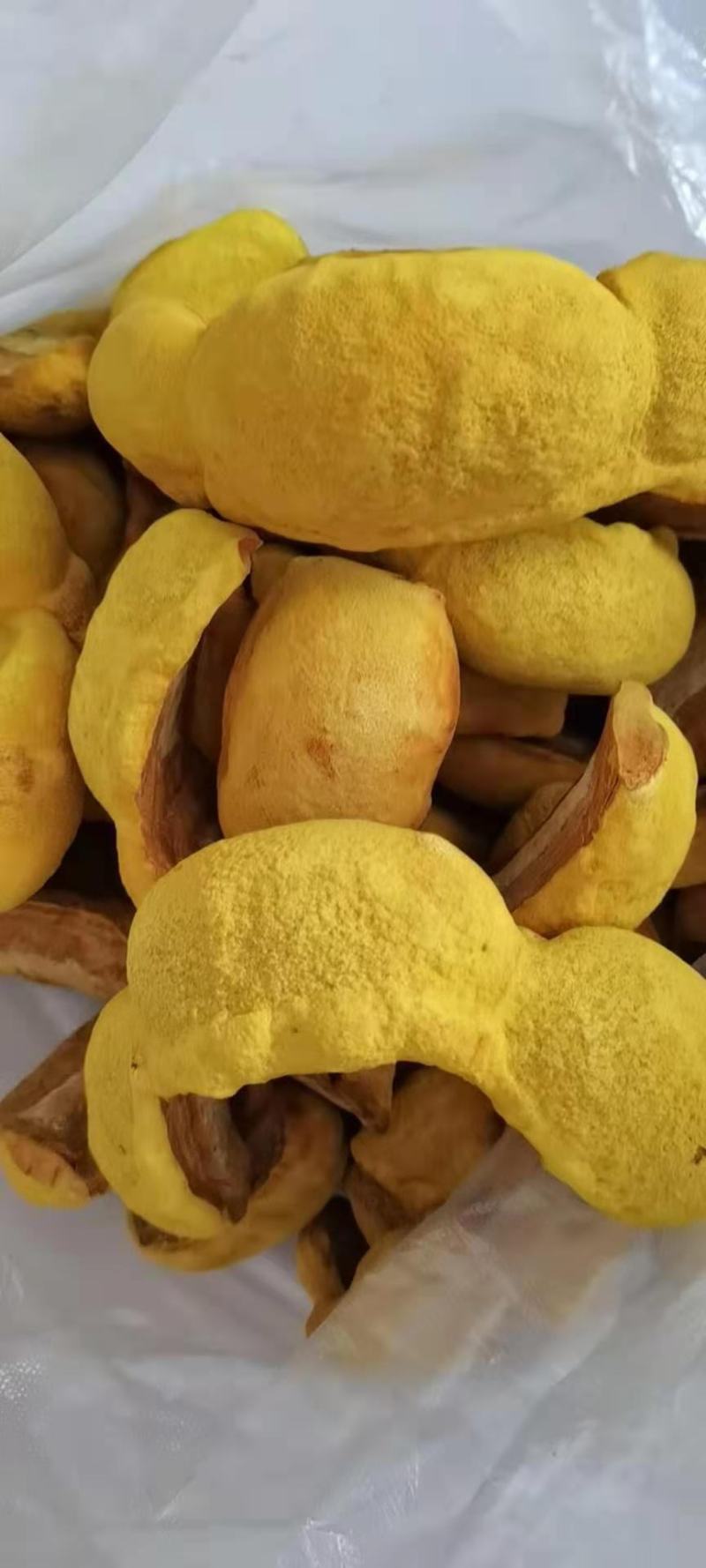 桑黄菌种西峡县科达菌种厂桑黄种植基地有现货