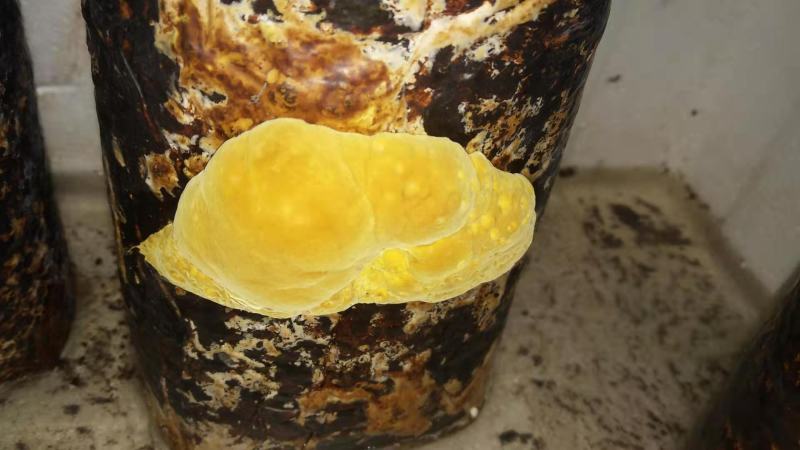 桑黄菌种西峡县科达菌种厂桑黄种植基地有现货