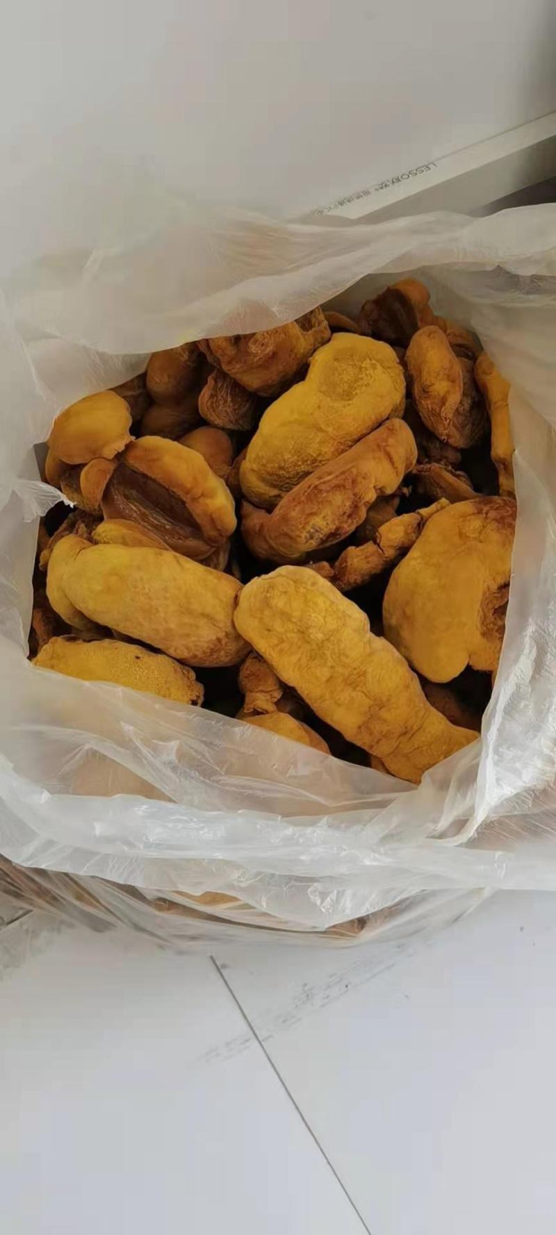 桑黄菌种西峡县科达菌种厂桑黄种植基地有现货