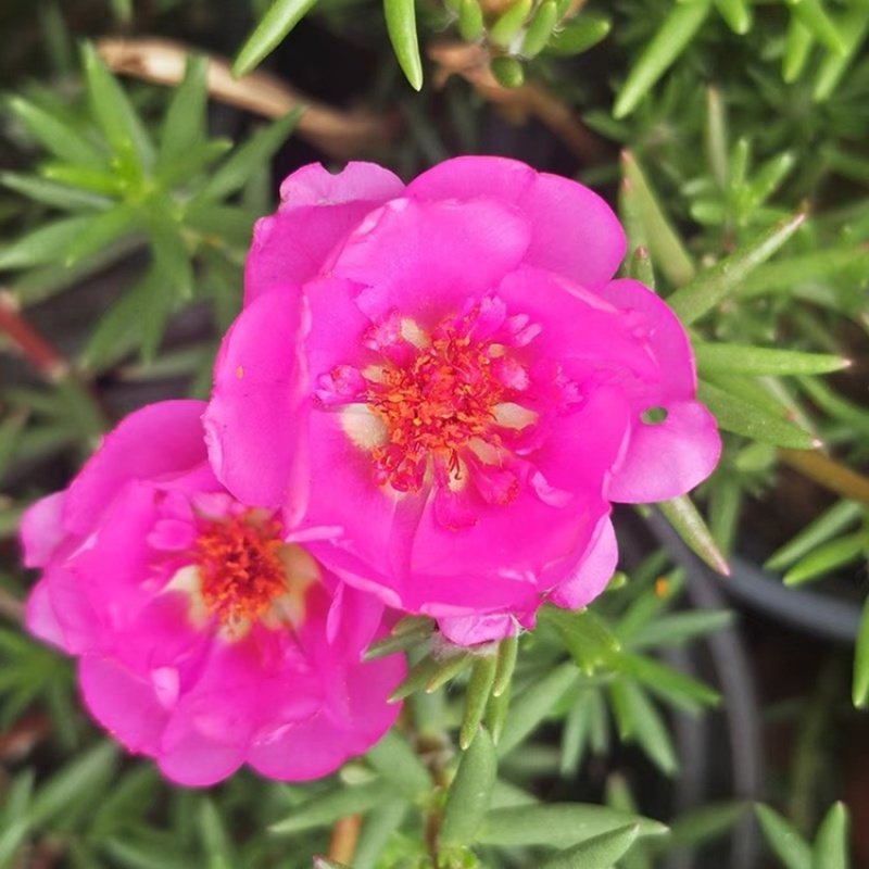 太阳花重花瓣混色带土带根发货四季开花地栽盆栽