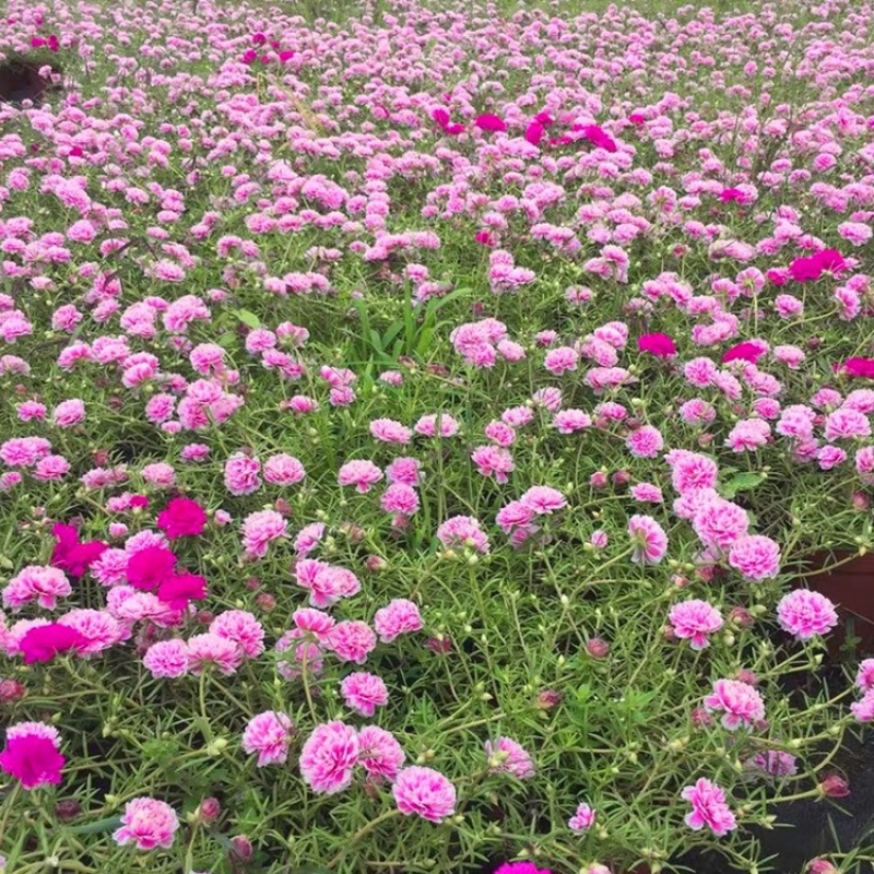 太阳花重花瓣混色带土带根发货四季开花地栽盆栽