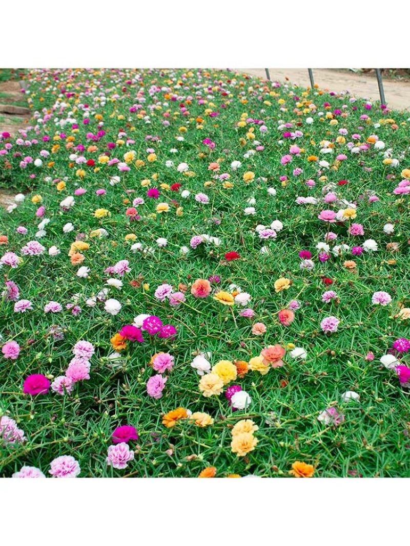 太阳花重花瓣混色带土带根发货四季开花地栽盆栽