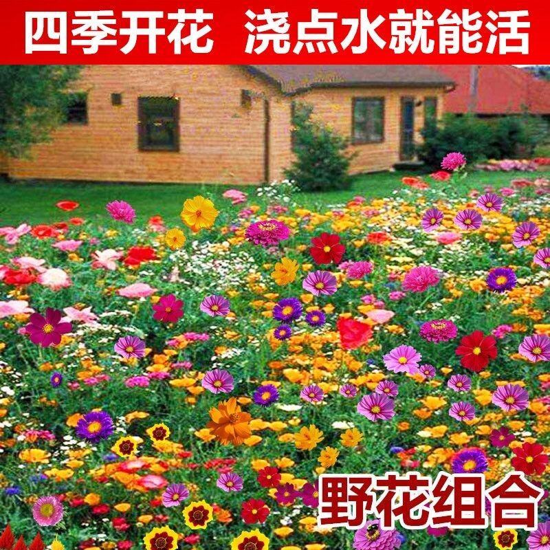 野花组合种子多年生四季开花万寿菊金鸡菊庭院绿化可四季播