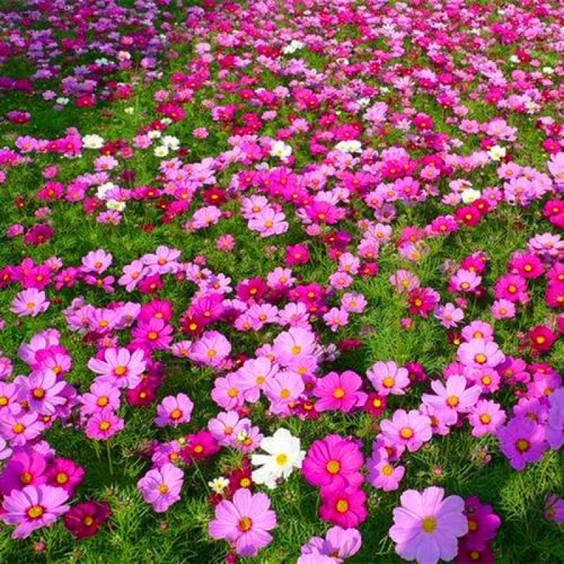 野花组合种子多年生四季开花万寿菊金鸡菊庭院绿化可四季播