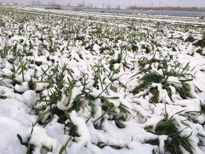 耐寒牧草种子多年生黑麦草种子四季常青鸡鸭鹅猪牛羊鱼草包邮