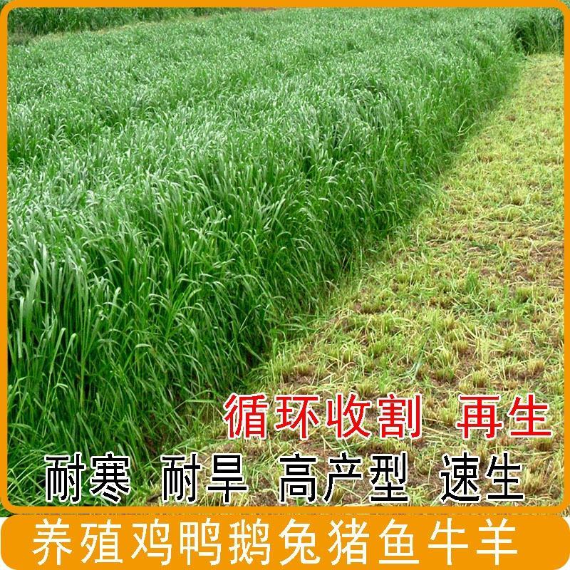 耐寒牧草种子多年生黑麦草种子四季常青鸡鸭鹅猪牛羊鱼草包邮
