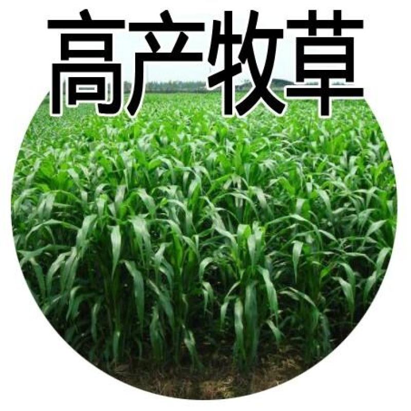 进口饲用甜高粱种子牧草种籽四季多年生高产耐旱养殖草籽