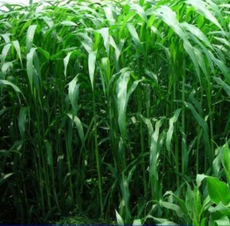 进口饲用甜高粱种子牧草种籽四季多年生高产耐旱养殖草籽