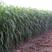 进口饲用甜高粱种子牧草种籽四季多年生高产耐旱养殖草籽