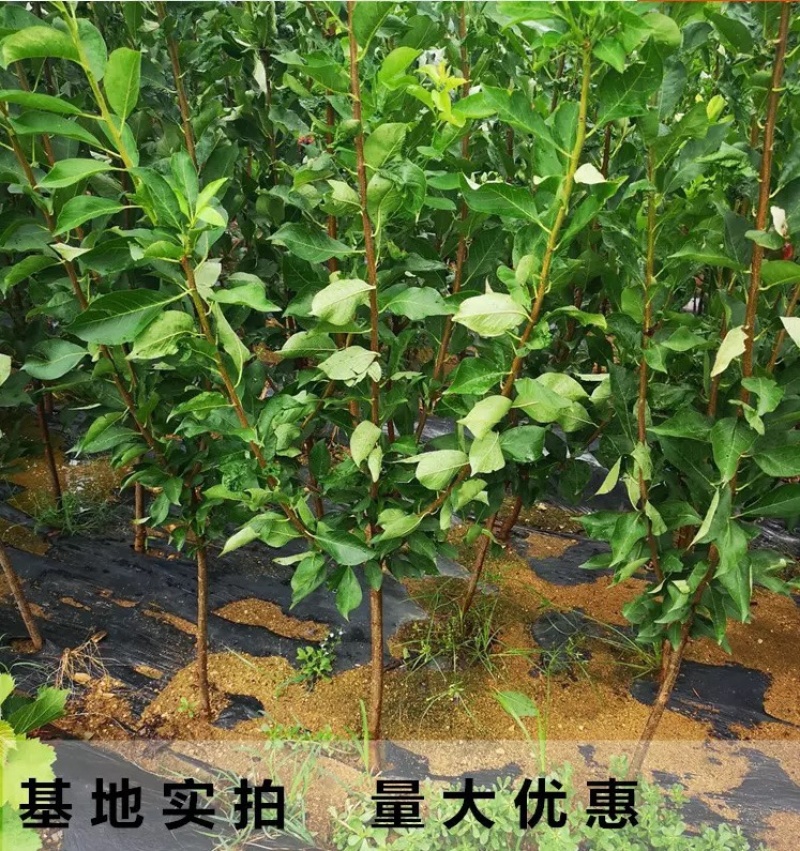 嫁接李子树苗南方北方种植特大果量大优惠