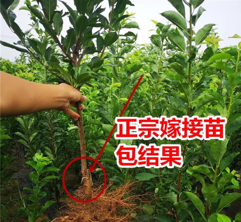 嫁接李子树苗南方北方种植特大果量大优惠