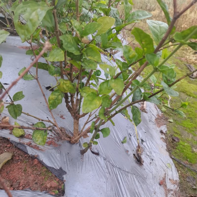 清理茉莉花田，价格详聊！