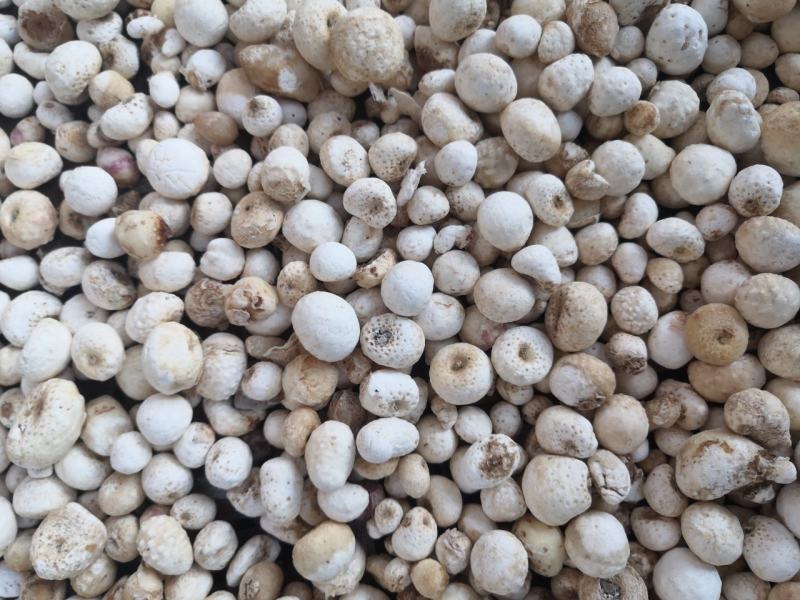 纯野生优质旱半夏种球高产量品种—加工洗货干货各种规格