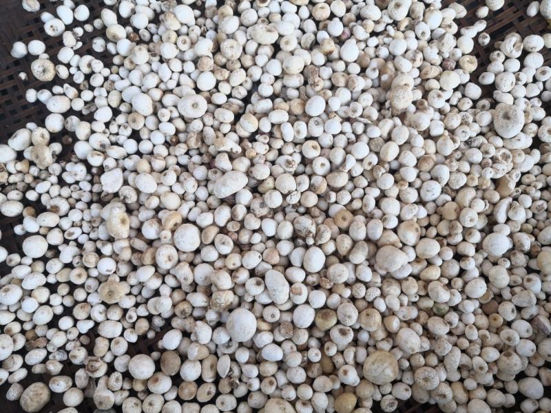 纯野生优质旱半夏种球高产量品种—加工洗货干货各种规格