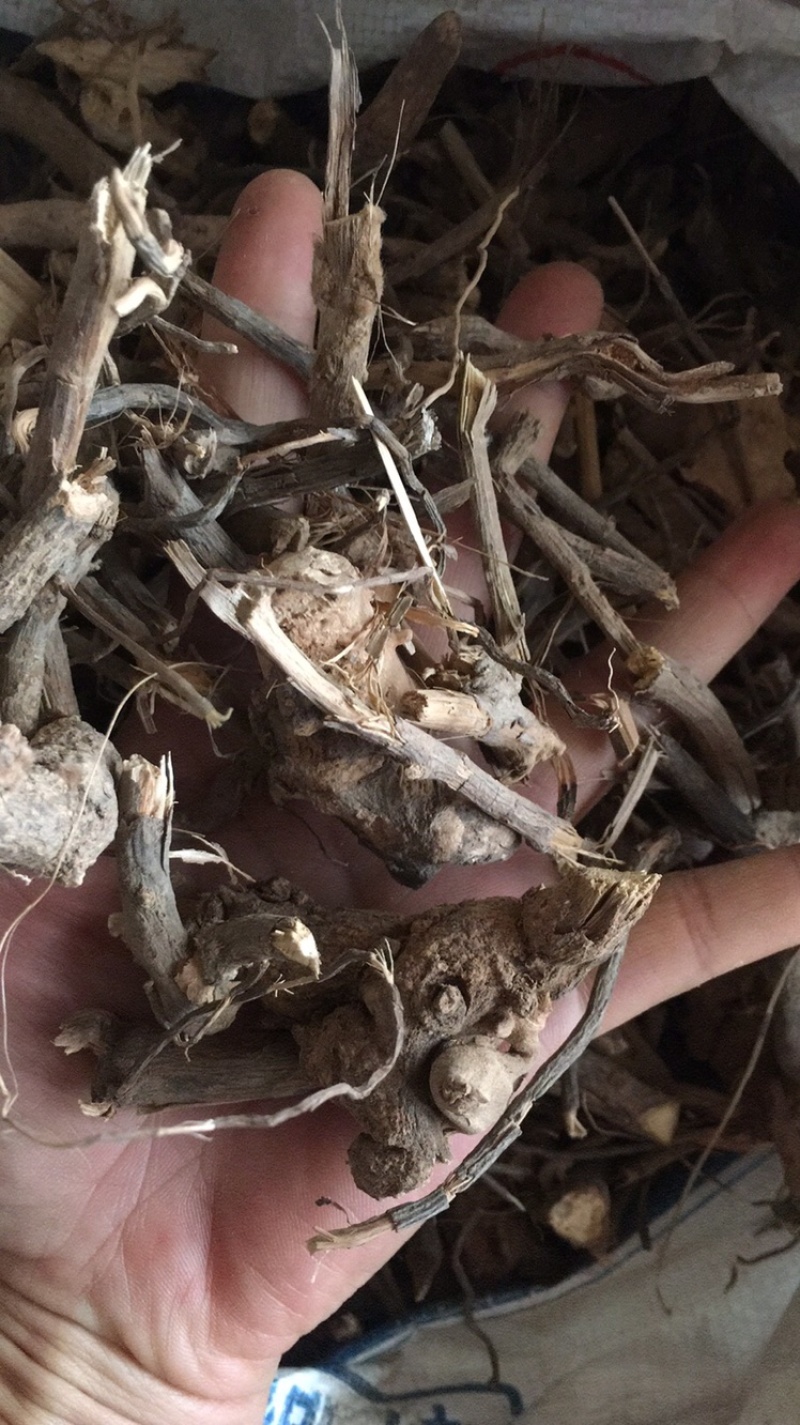 羊耳菊羊耳菊偏方冷门药材批发零售