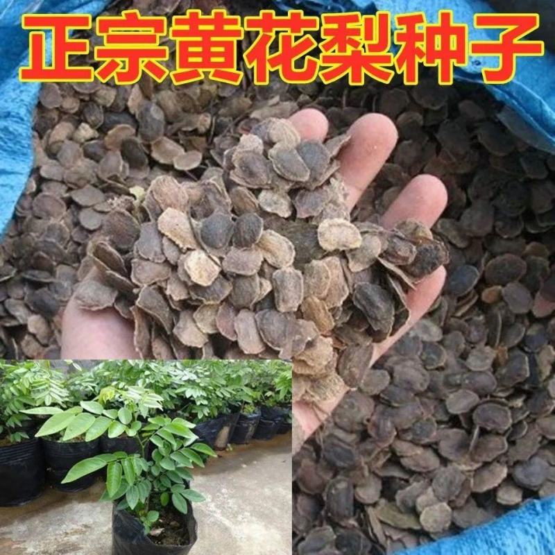 新采黄花梨种子正宗海南黄花梨种子降香黄檀种子花梨木树