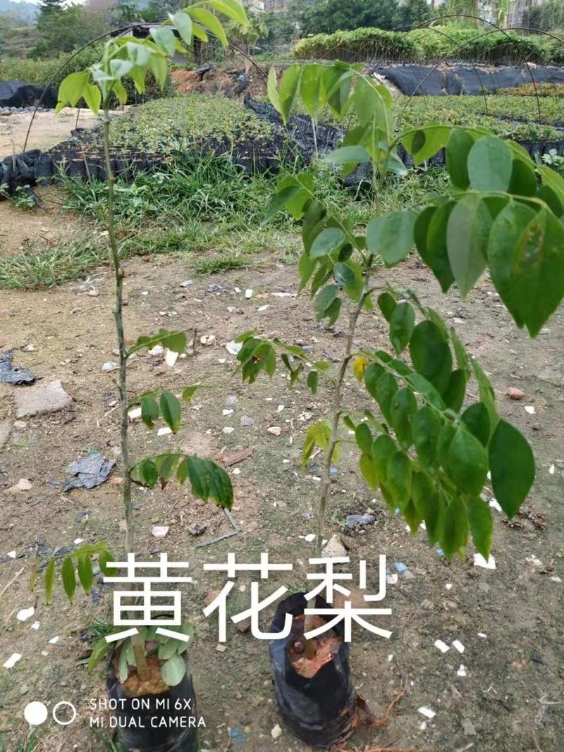 新采黄花梨种子正宗海南黄花梨种子降香黄檀种子花梨木树
